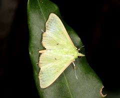 Parotis punctiferalis