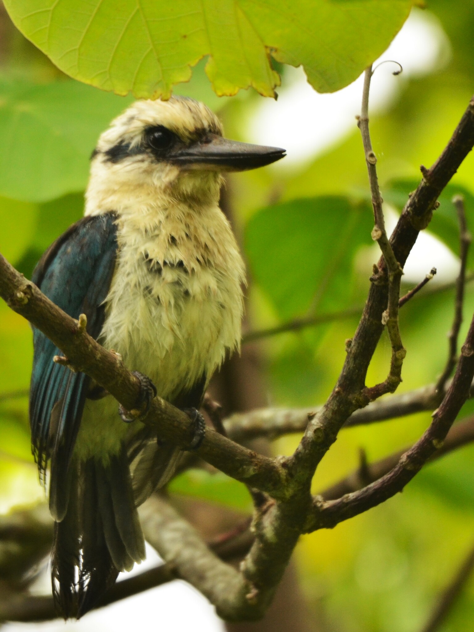 Chattering Kingfisher (Todiramphus tutus), photo 4