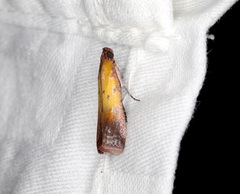 Piesmopoda semilutea