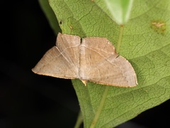Plesiomorpha flaviceps