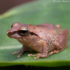 Amboli Bush Frog photo 2