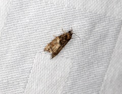 Polylopha cassiicola