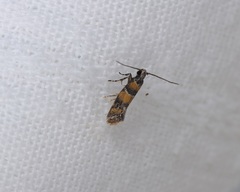 Promalactis lobatifera