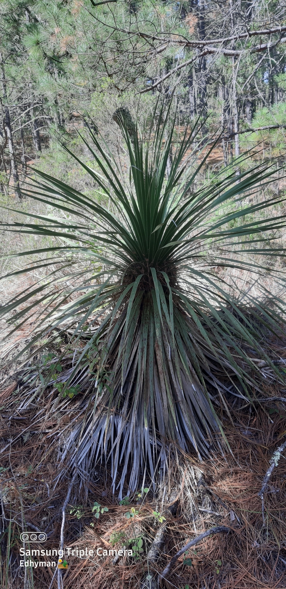 Ponytail palm