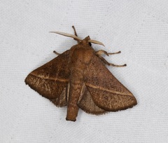 Quasithosea obliquistriga