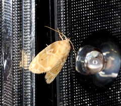 Schistophleps bipuncta