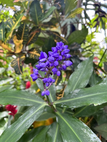 Foto de Ginger-azul