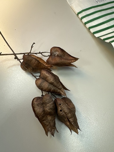 Foto de Sapucaia