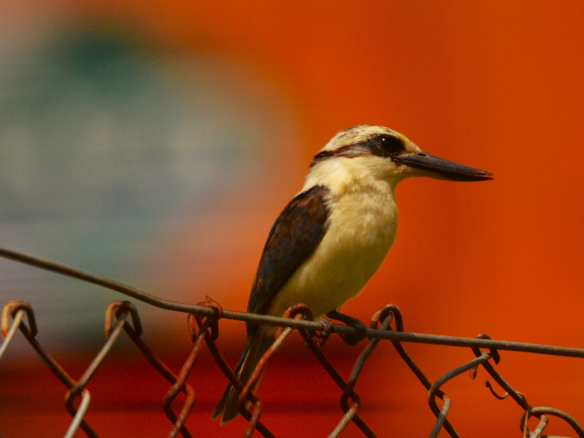 Chattering Kingfisher (Todiramphus tutus), photo 9