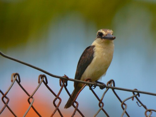 Chattering Kingfisher (Todiramphus tutus), photo 8