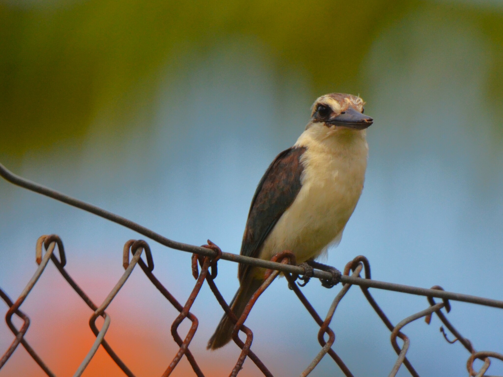 Chattering Kingfisher (Todiramphus tutus), photo 8