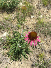 Echinacea atrorubens