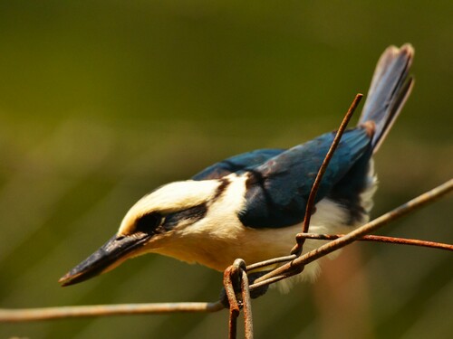 Chattering Kingfisher (Todiramphus tutus), photo 10