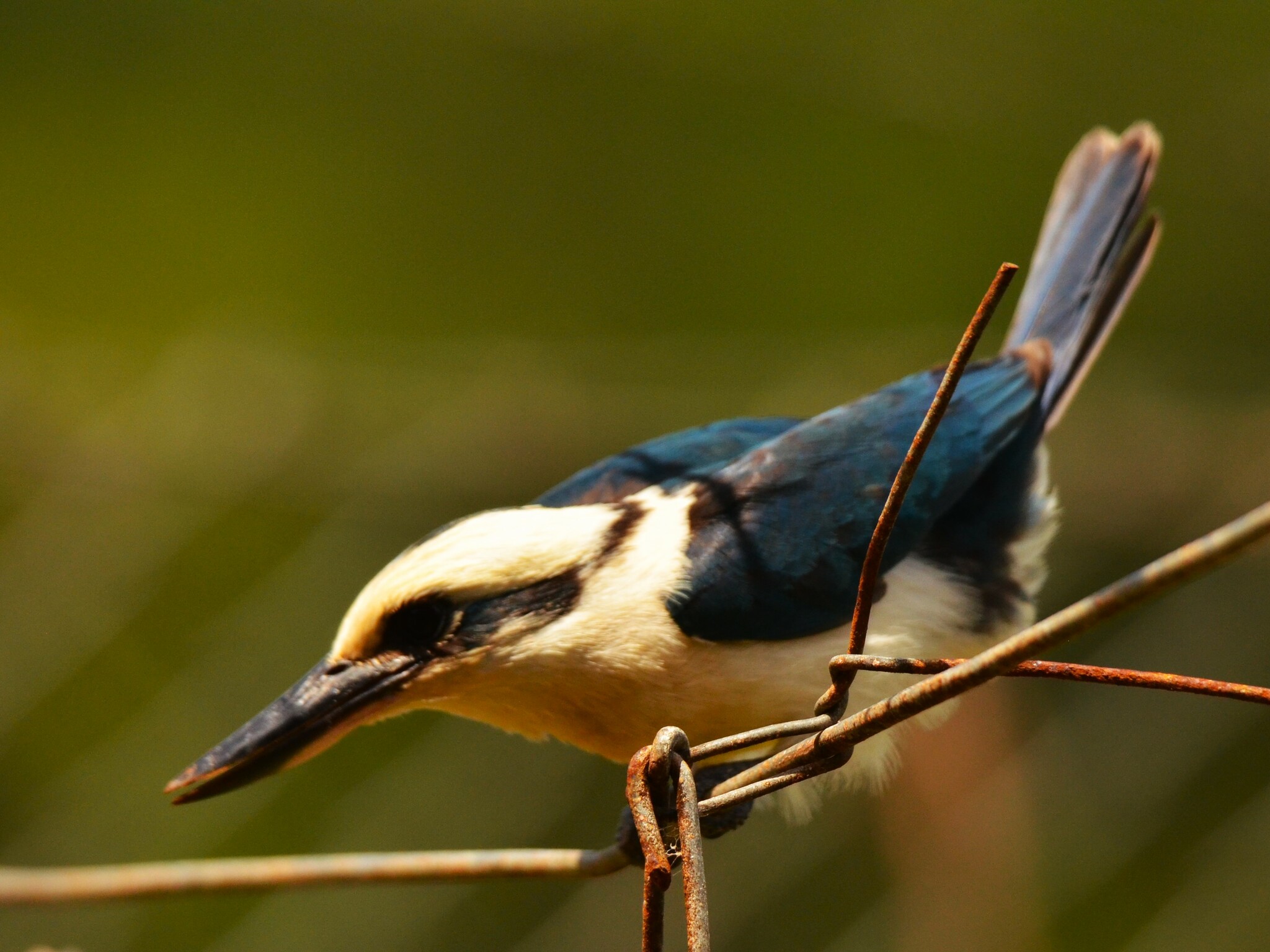 Chattering Kingfisher (Todiramphus tutus), photo 10