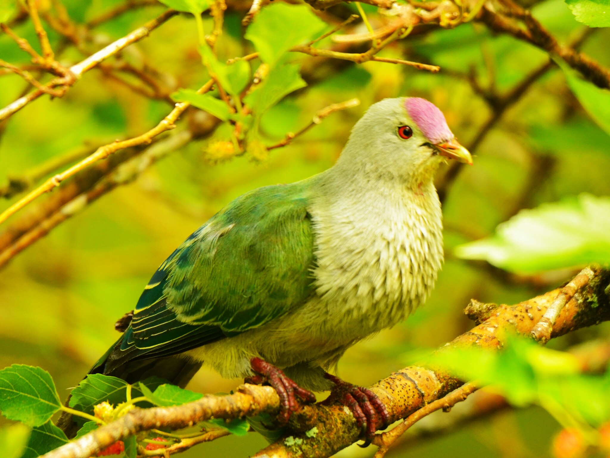 Lilac-crowned Fruit Dove (Ptilinopus rarotongensis), photo 2