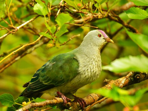 Lilac-crowned Fruit Dove (Ptilinopus rarotongensis)