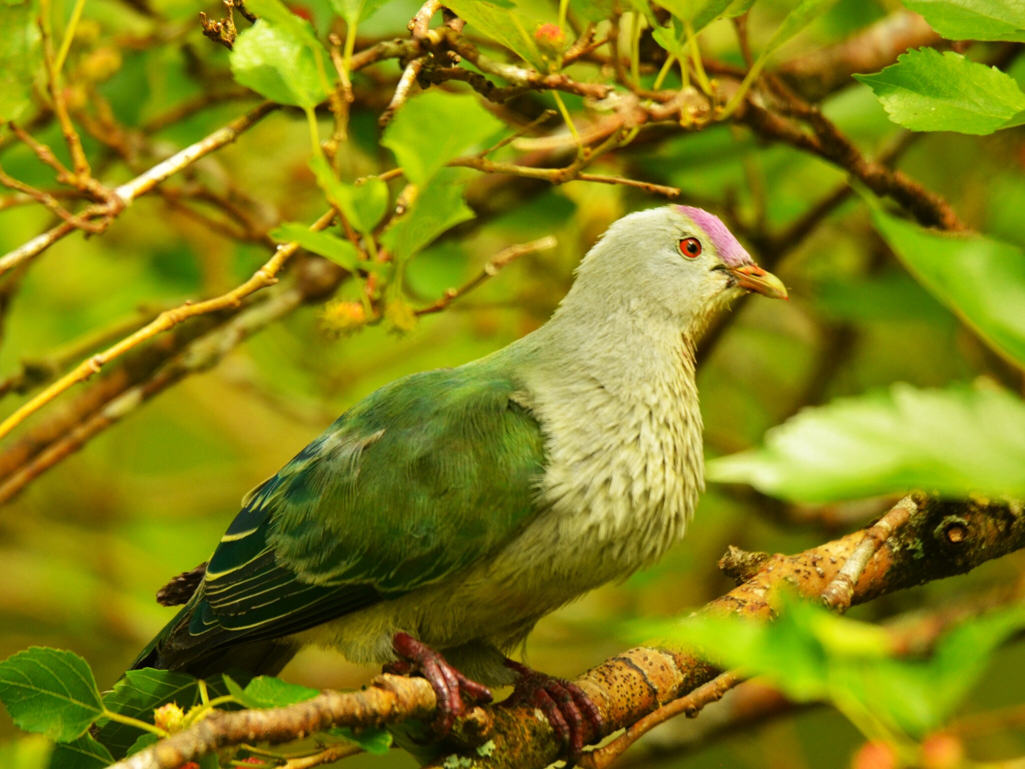 Lilac-crowned Fruit Dove (Ptilinopus rarotongensis), photo 1