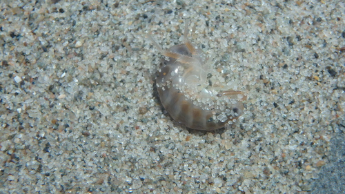 Americorchestia megalophthalma