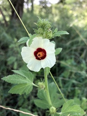 Hibiscus nigricaulis