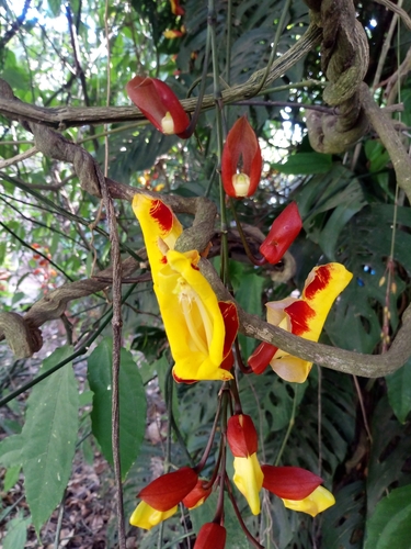 Sapatinho-de-judia