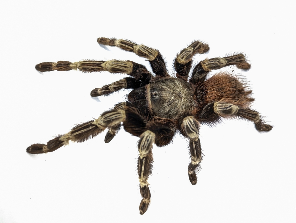 Mygale striée du Brésil (Nhandu chromatus)