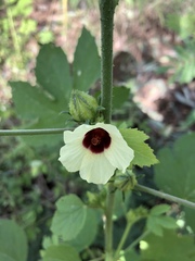 Hibiscus nigricaulis