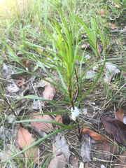 Liatris punctata mucronata