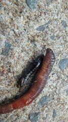 Carabina