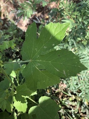 Hibiscus nigricaulis