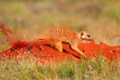 Suricata suricatta