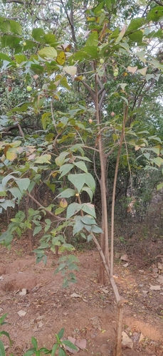 Image of Nyctanthes arbor by (c) T R Shankar Raman, some rights reserved (CC BY)