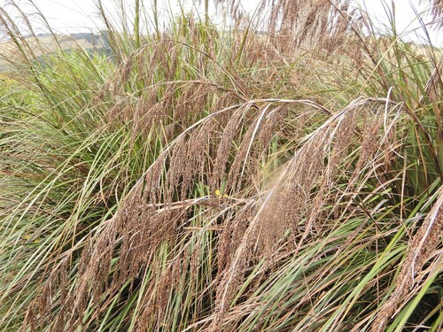 Image of Gahnia setifolia by (c) Grey Smith, some rights reserved (CC BY)