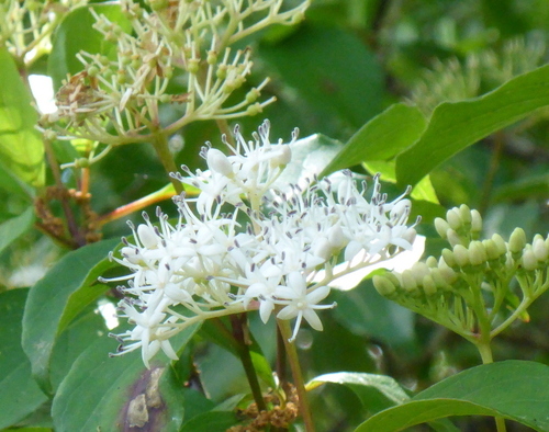 Stiff dogwood (Cornus foemina)