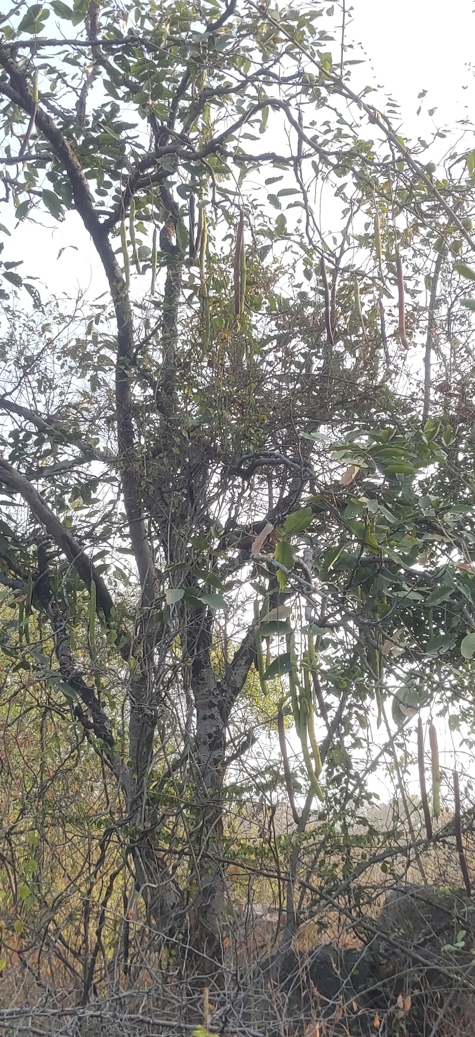 Imagem de Chuva-de-ouro