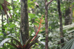 (c) GERMAN LEONEL SARMIENTO CRUZ, some rights reserved (CC BY) Guzmania testudinis, photograph (c) GERMAN LEONEL SARMIENTO CRUZ, some rights reserved (CC BY)