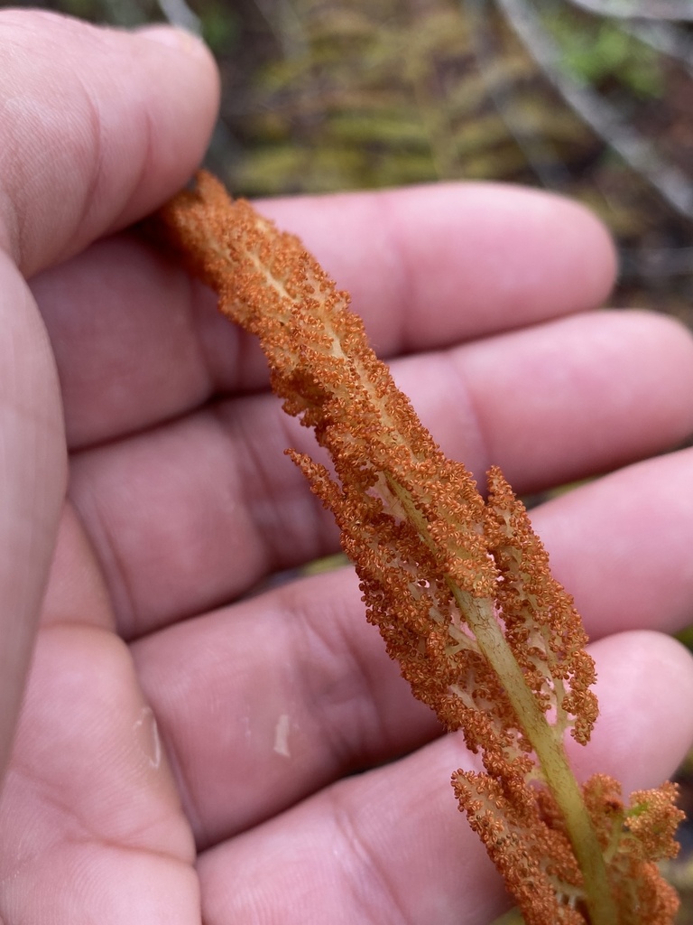 cinnamon fern in December 2023 by sewer rat · iNaturalist