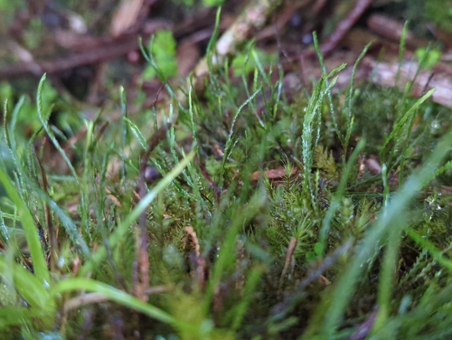 Toothed snailfern (Cochlidium serrulatum)