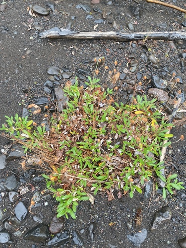 Dryas grandis (Dryas grandis)