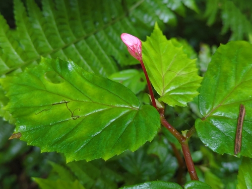 Image of Begonia decandra by (c) Tom Field, some rights reserved (CC BY)