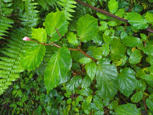Image of Begonia decandra by (c) Tom Field, some rights reserved (CC BY)
