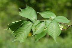 Ulmus laciniata