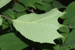 Ulmus laciniata