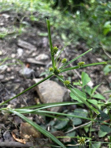 Cyperus confertus