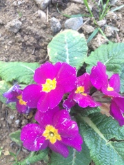 Primula vulgaris rubra