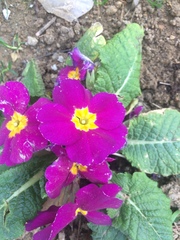 Primula vulgaris rubra