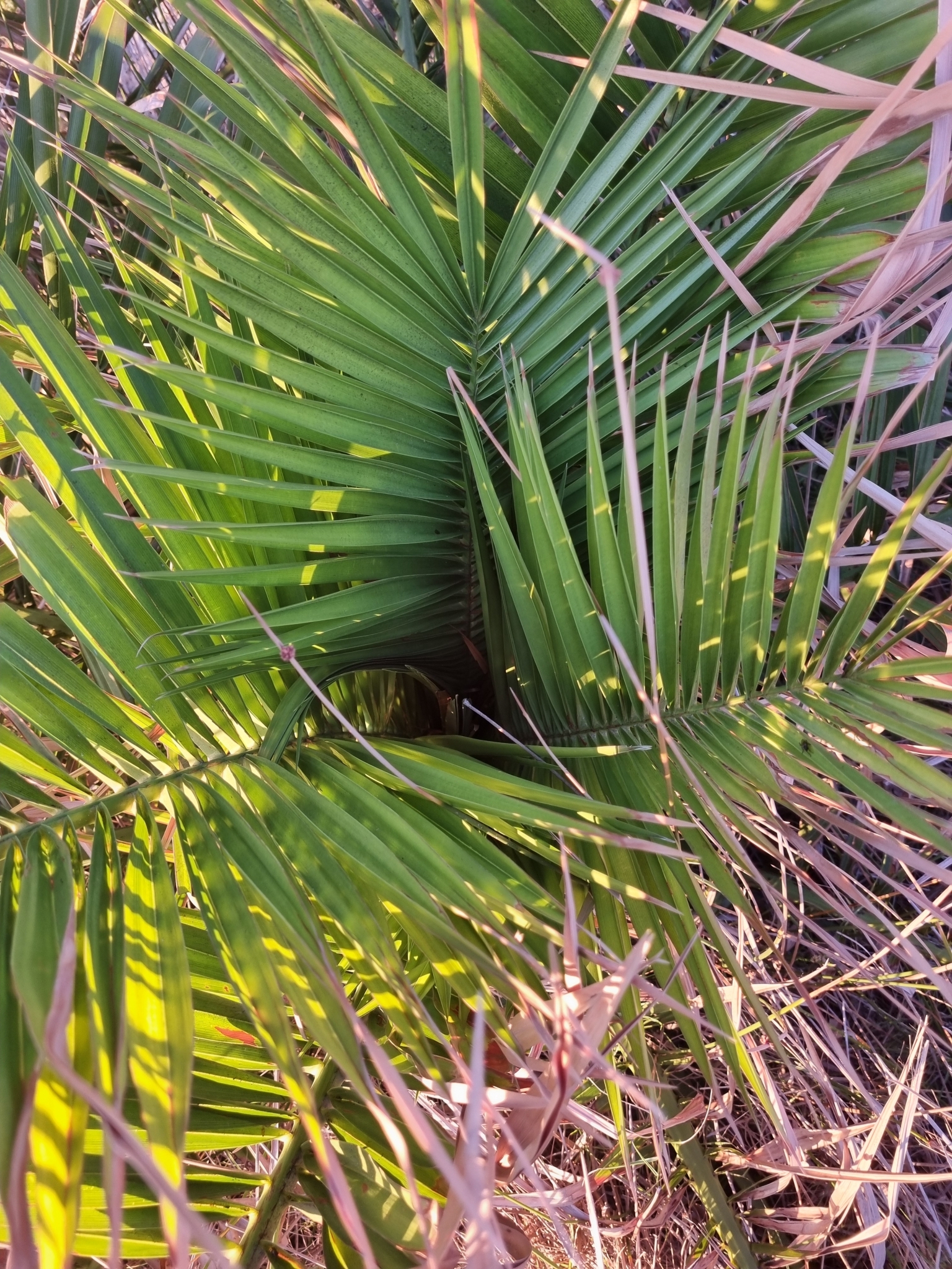 Imagem de Palmeira-das-canárias