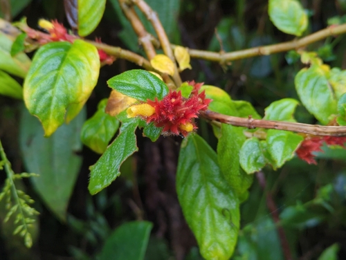 Image of Tibey De Cresta (Columnea ambigua) by (c) Tom Field, some rights reserved (CC BY)
