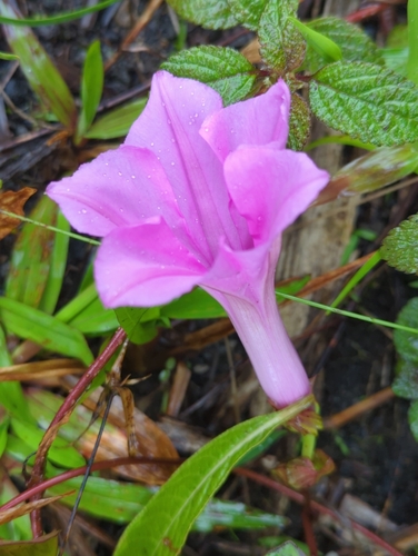 Image of Ipomoea setifera by (c) Tom Field, some rights reserved (CC BY)
