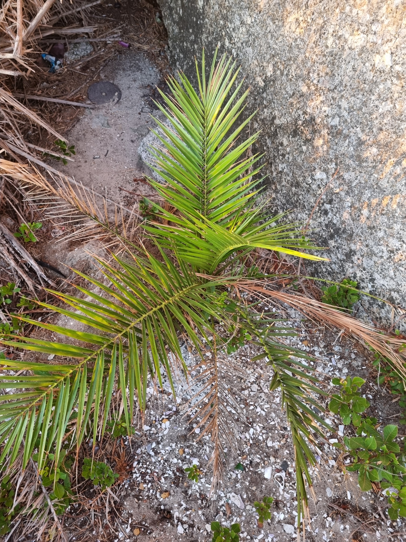 Imagem de Palmeira-das-canárias