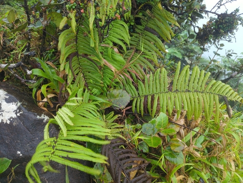 Helecho Gigante De La Sierra (Alsophila bryophila)
